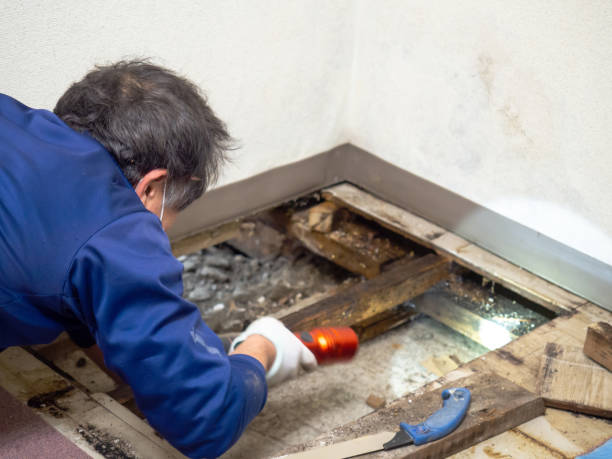 Best Water Damage Restoration  in Basile, LA