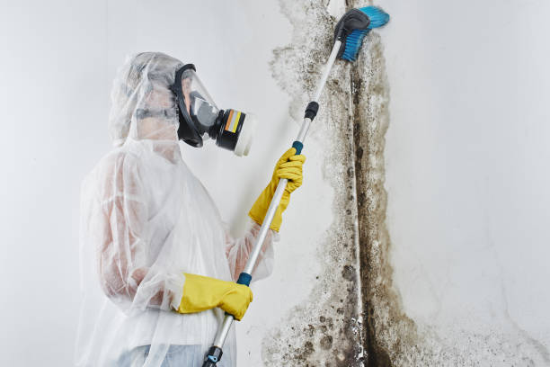 Mold Removal Process in Basile, LA