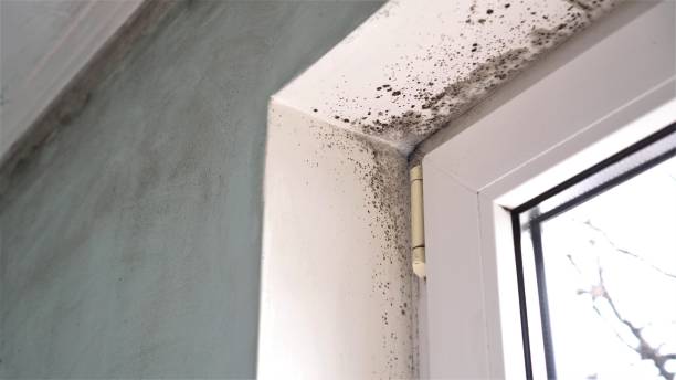 Trusted Basile, LA Mold Removal Experts