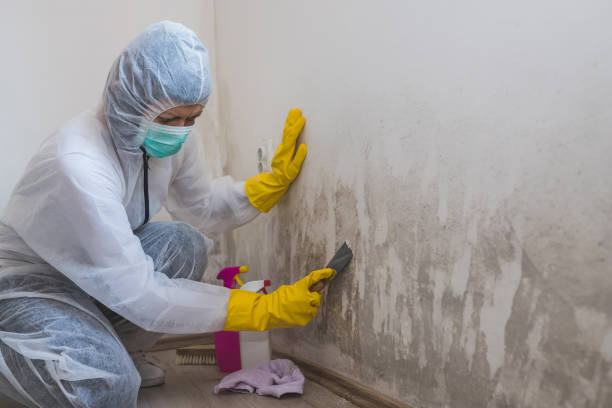 Best Commercial Mold Removal  in Basile, LA