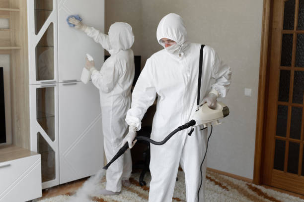 Best Attic Mold Removal  in Basile, LA