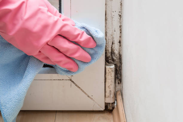 Best Affordable Mold Removal  in Basile, LA